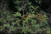 Image result for Tephrosia noctiflora