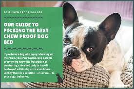 We did not find results for: 7 Best Indestructible Chew Proof Dog Beds In 2021