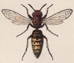 Le Frelon Insectes Gravure Dessin