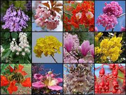 Maybe you would like to learn more about one of these? Field Guide Flowering Trees Of The World Flickr