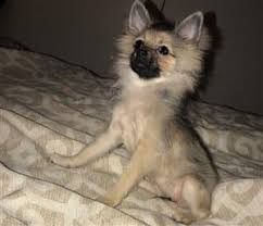 Dog cute portrait animal pet puppy white brown nature pomeranian. Pomeranian Puppy Uglies The Funny Stage Of Pom Puppies