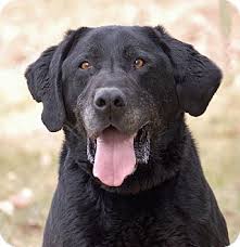 Most labrador retrievers are athletic; Chip Adopted Dog Mora Mn Labrador Retriever Mix Labrador Retriever Labrador Retriever Mix Pets