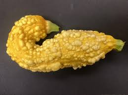 Image result for Cucurbita pepo