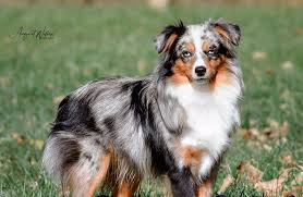 Toy australian shepherd puppies mn. Small Dog Breeder Of High Quality Toy Australian Shepherds Gunslinger Toy Aussies Is Raising Toy Australian Shep In 2021 Toy Australian Shepherd Dog Facts Dog Breeder