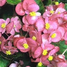 Beautiful Begonia Begonia Plants Shade Annuals