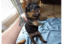 Rottweiler puppies , 5 females,3 males born april 19, 2021 very playful and adorable, ready for new homes. Ango Bl Lih7 M