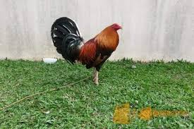 Ada beberapa faktor yang menentukan keunggulan seekor ayam bangkok di arena, yaitu jenis, tampilan bentuk fisik, sisik kaki. Ayam Filipina Import Kep Batam Jualo