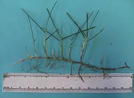 Department of agriculture plant hardiness zone six through nine but those zones only tell you the average winter low temperatures. Zoysia General Notes Walter Reeves The Georgia Gardener
