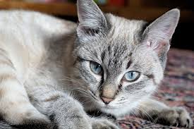 If you notice a persistent change in your body, tell your doctor. Signs Symptoms Of Liver Disease In Cats Canna Pet