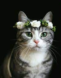 pin by sebile tepe on حيوانات cats beautiful cats cute cats