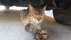 Mother Cat Crying Over Dead Kitten Cat Crying Cats Dog Cat