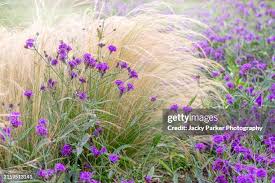 Image result for Stipa
