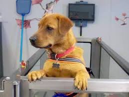 Our experienced doctors and educated team provide compassionate and complete veterinary care in the new haven, washington, hermann. Haven Lake Animal Hospital Milford De Home