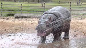 Baby pygmy hippopotomus monifa takes her first swim, watched by her taronga park zoo keeper. Kibibi The Baby Hippo Enjoys Her Hose Bath 3 Youtube