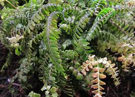 Image result for Adiantum hispidulum