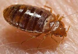 Their bodies are small and flat and can be very hard to detect in your home. Punaise De Lit Le Traitement Efficace 100 Naturel