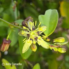 Image result for Passiflora suberosa