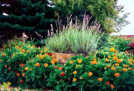 Featuring Marigolds And Lavender Patio Flowers Front Yard Landscaping Outdoor Landscaping