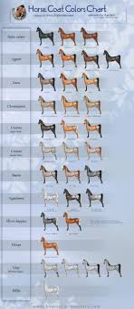 Colour Chart Horses Ponies Beautiful Beings Horse Coat