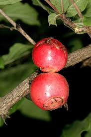 Image result for Feretia aeruginescens