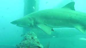 So depending on the time of the year there may not be, but there. Shark Cam Live Underwater Webcam Of Sharks Explore Org