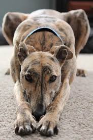 The good, the bad and the ugly. Top 15 Best Apartment Dogs Realestateview Com Au