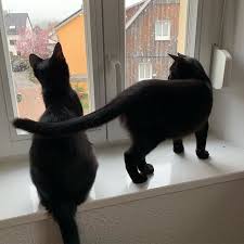 Pin Auf Minikatz Bei Instagram