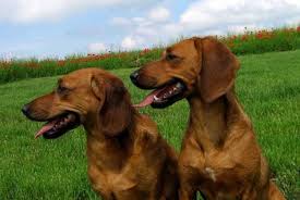 Tyrolean Hound Tiroler Bracke Dogs Puppy Avec Images