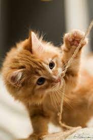 Click The Photo For More Adorable And Cute Cat Videos And Photos Cutecats Cats Kittens Catvideos Cute Cats Ginger Cats Cats