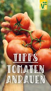 Tomaten Anbauen Der Beste Standort Fur Tomaten Plant Happy In 2020 Tomaten Anbauen Tomaten Garten Tomaten Zuchten