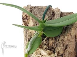 Image result for Chamaeangis