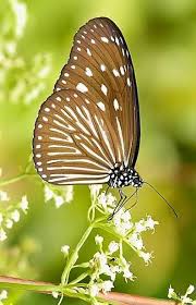 Black And White Striped Caterpillar With Yellow Sides Striped Blue Crow Butterfly Via Bird S Eye View At Www Facebook Com Abirdseyeviewforyou Beautiful Butterflies Butterfly Wings Butterfly Flowers