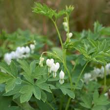 Image result for Dicentra spectabilis alba