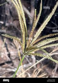 Image result for Chloris pilosa