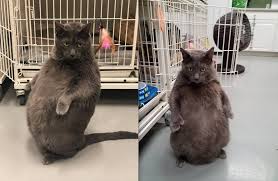 Whether you seek to admit your own cat or a stray cat you found, the staff will. Bruno The Fat Cat From Chicago Area Officially Adopted Wgn Tv