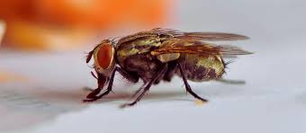 Image result for Fly Bite