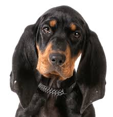 Black And Tan Coonhound Puppies For Sale In Ky Black And Tan Coonhound Puppies For Sale Adoptapet Com