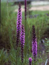 Pin By Heather Booth On Native Garden Rain Garden Prairie Flower Prairie Garden