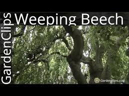 With proper branch spacing, the wind will filter through the tree or shrub instead of pushing against it. Weeping Beech Alchetron The Free Social Encyclopedia