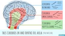 Resultado de imagen para cerebro neocortex