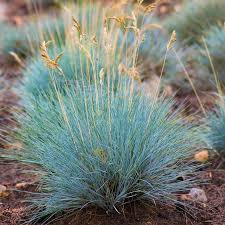 Image result for Festuca