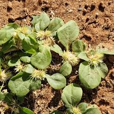 Image result for Alternanthera pungens