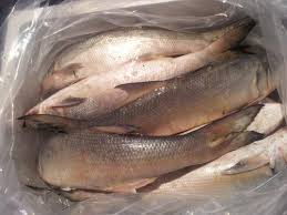 Indian Salmon Fish Rawas At Rs 350 Kg à¤¸ à¤² à¤®à¤¨ à¤®à¤à¤² Fakih Foods Mumbai Id 11119589155 Rawas fish fry i indian salmon fish fry recipe | rawas | authentic konkan| authentickonkan|rawasfish. indian salmon fish rawas