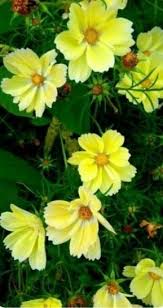 Vegetazione spontanea con fiore giallo. Pin Di Yevo Su Fiori Fiori Colorati Fiori Fotografia Di Fiori