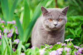 Cat repellent is a broad term referring to a variety of sprays, powders, natural substances, devices, and other tools that, generally speaking, safely make an area. 20 Ways To Keep Cats Out Of Your Garden Stuff Co Nz