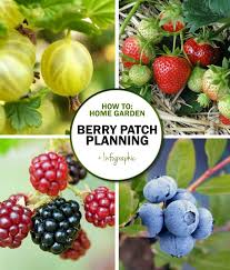 Planning And Planting A Home Garden Berry Patch Green In Real Life Berry Garden Berry Plants Fruit Garden Layout