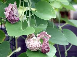 Image result for Aristolochia