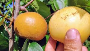 Image result for Pyrus pyrifolia