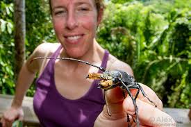 The Greta oto glass-winged butterfly is among the…