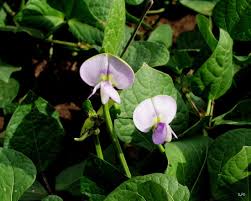 Image result for Vigna unguiculata
